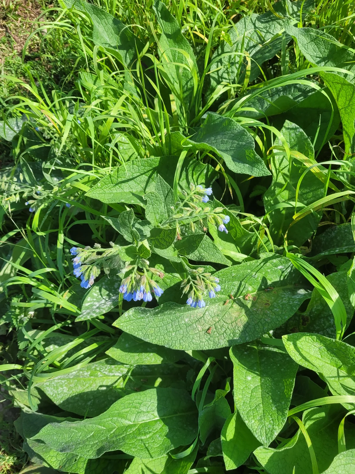 Symphytum caucasicum observation 136028428
