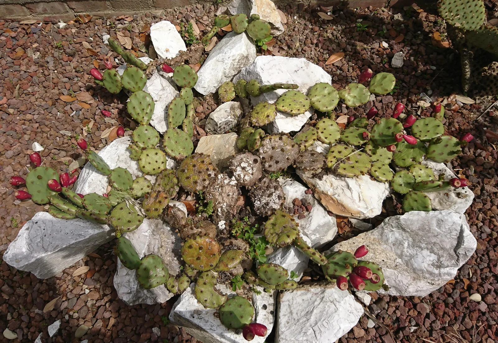Opuntia humifusa Raf. 03