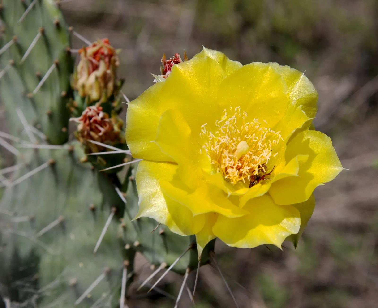 Opuntia humifusa flower