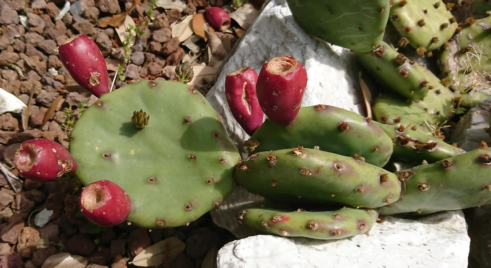 Opuntia humifusa Raf. fruit