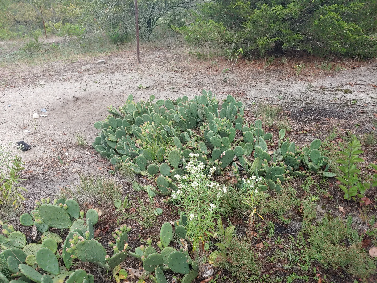 OpuntaHumifusaHabitatMilfordCT
