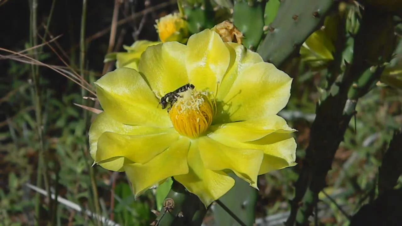 Pollinating the Pricklypear (6859275876)