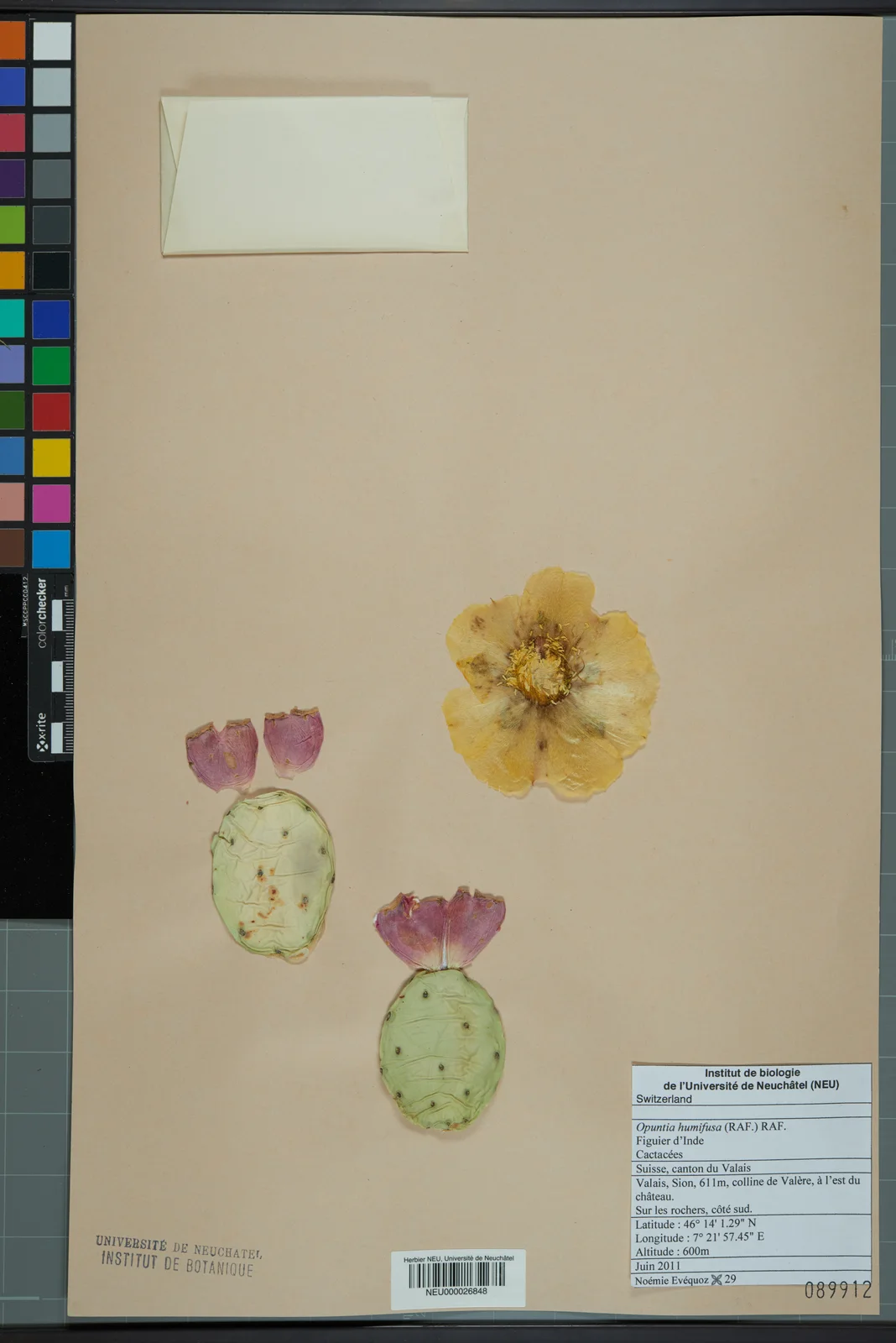 Neuchâtel Herbarium - Opuntia humifusa - NEU000026848