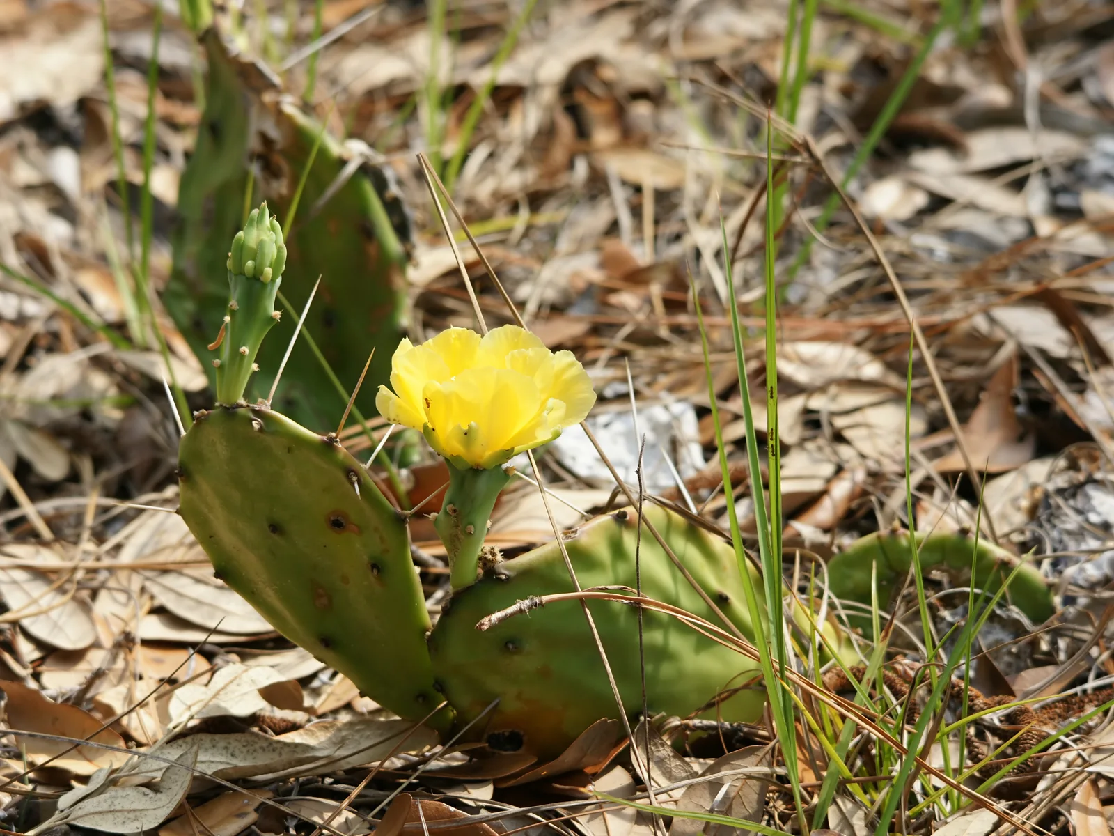 Opuntia humifusa (habitus)