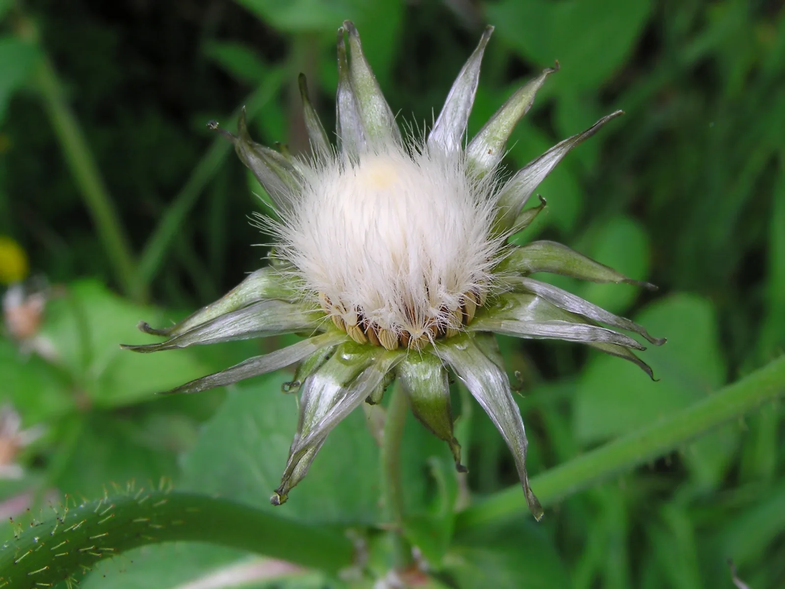 Sow-thistle seed head
