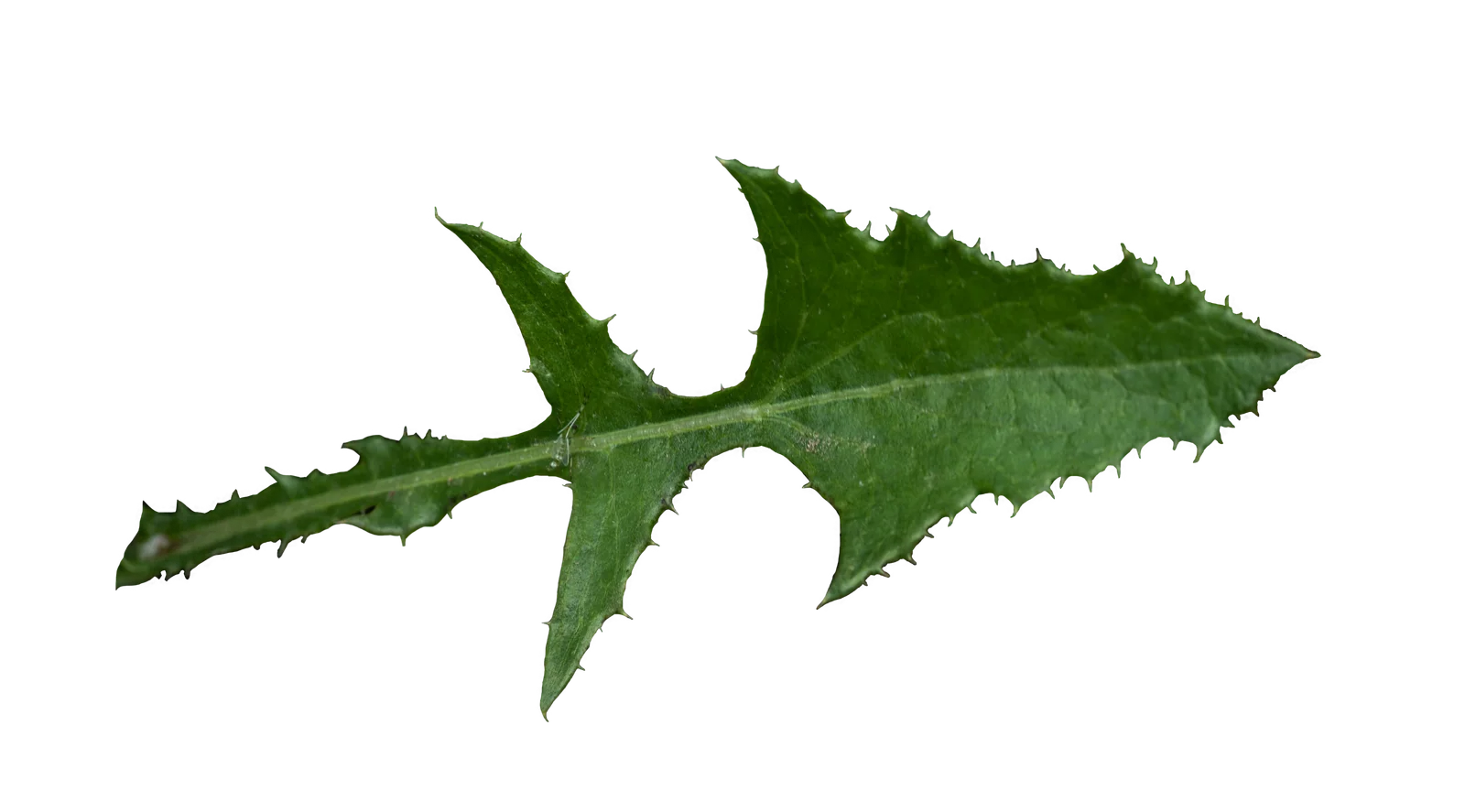 Leaf of Sonchus oleraceus