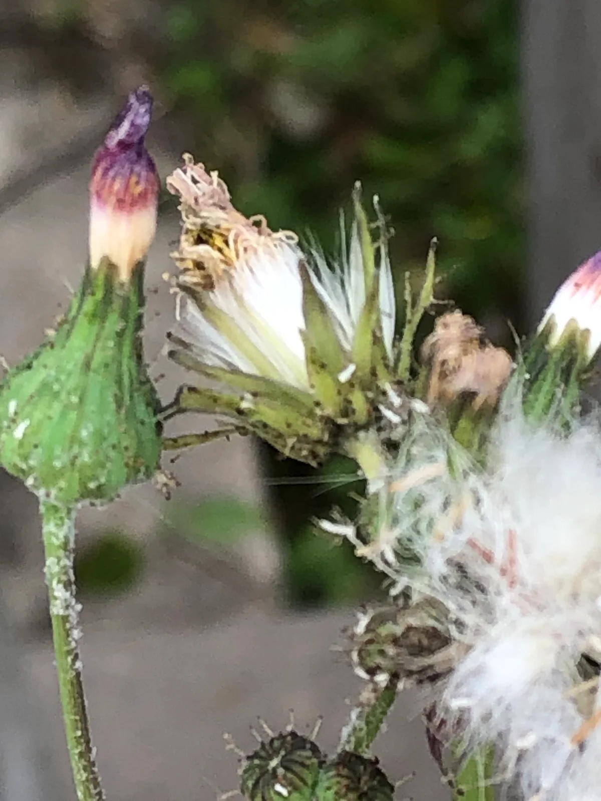 Sonchus oleraceus observation 65926454
