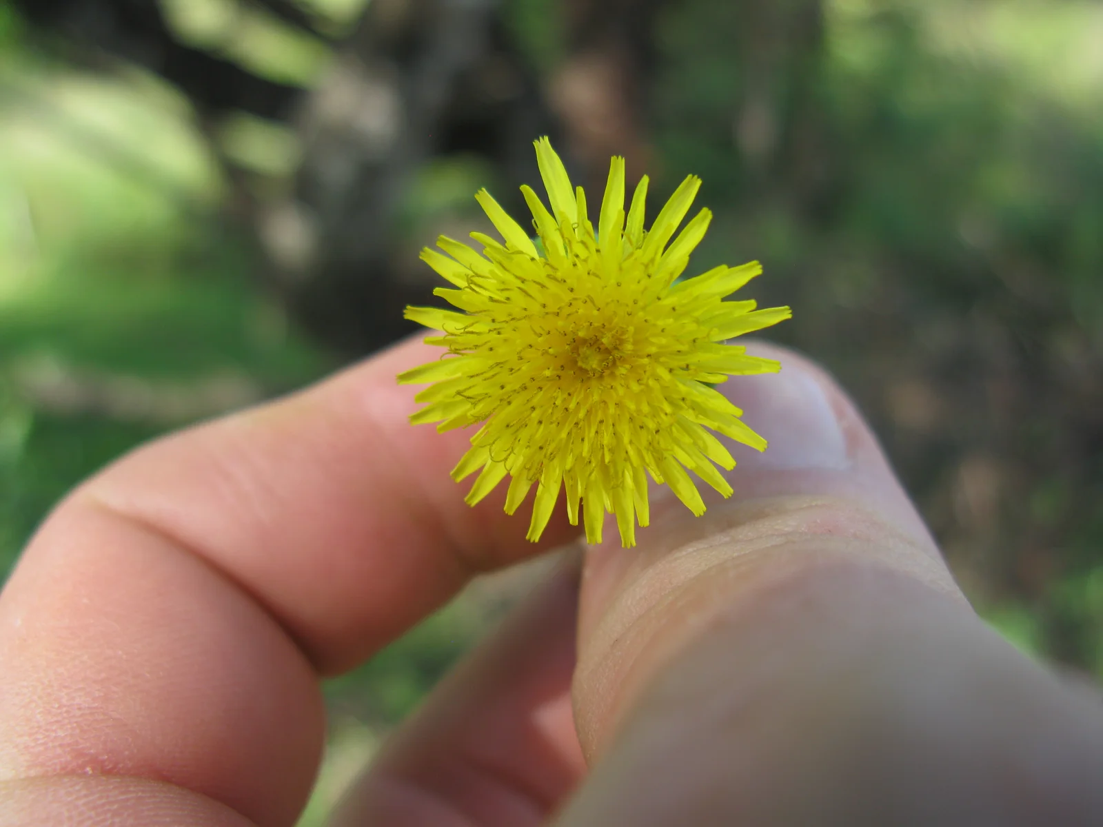 Sonchus oleraceus head4 (16184821476)