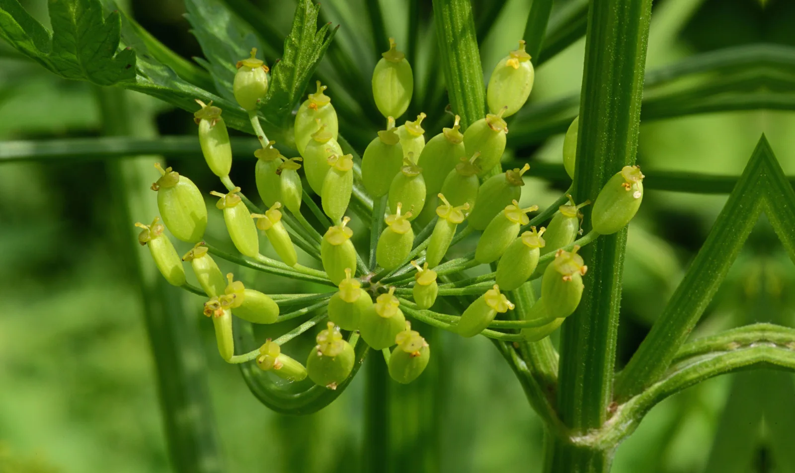 Pastinaca sativa subsp. sativa flowers, Pastinaak bloemen (1)