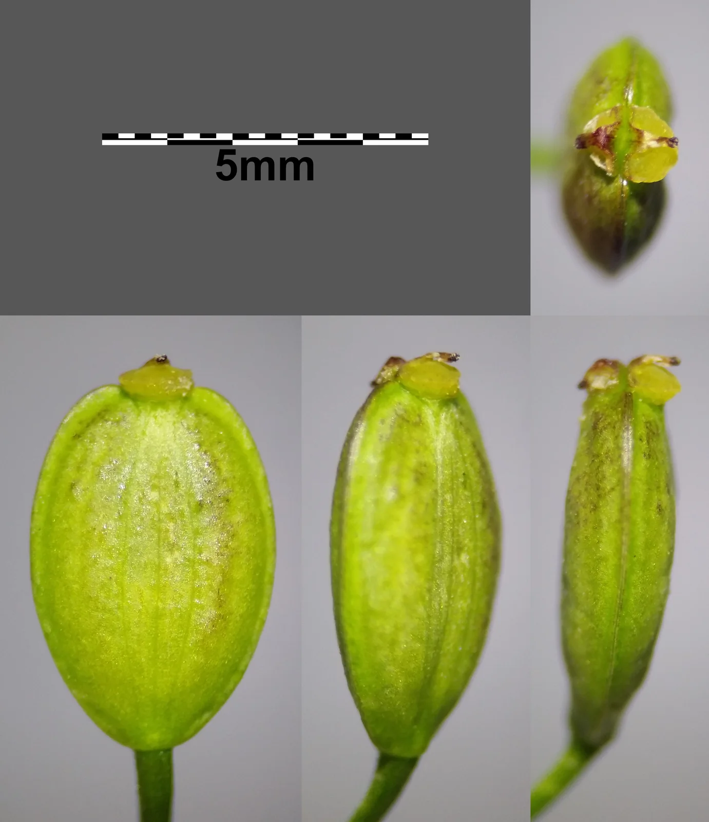 Pastinaca sativa subsp. sativa sl7