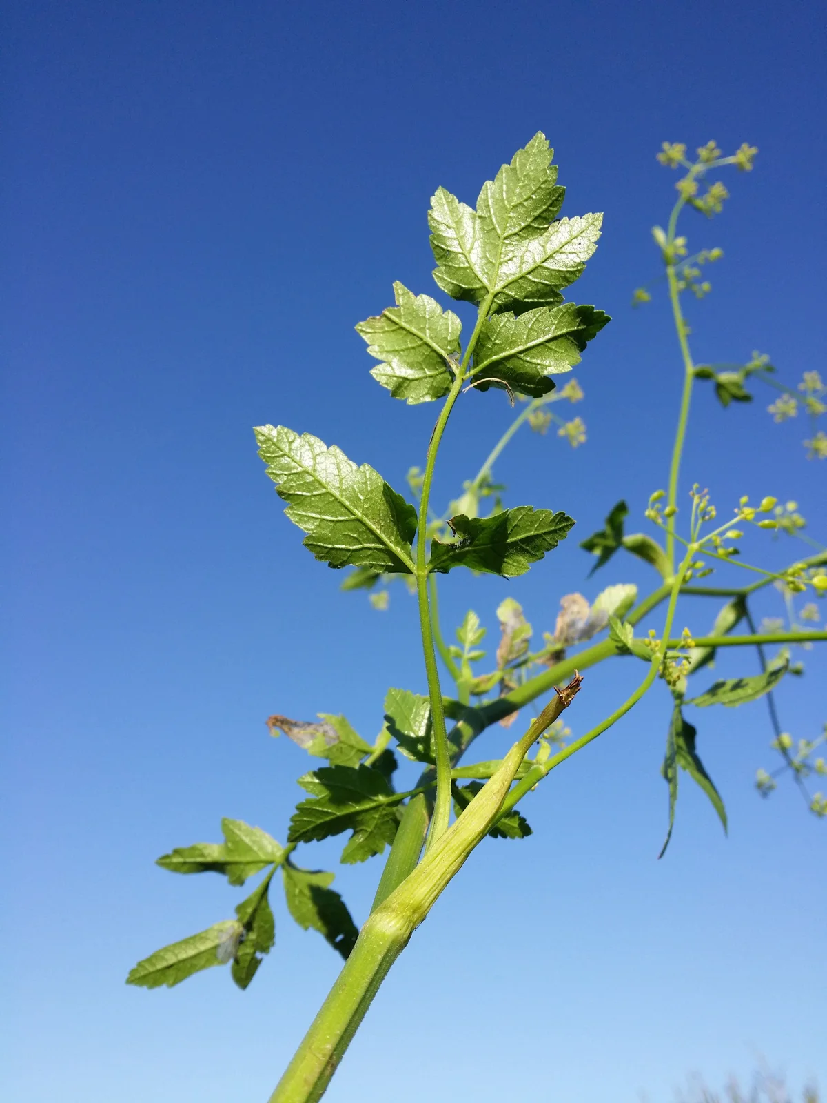 Pastinaca sativa subsp. sativa sl10