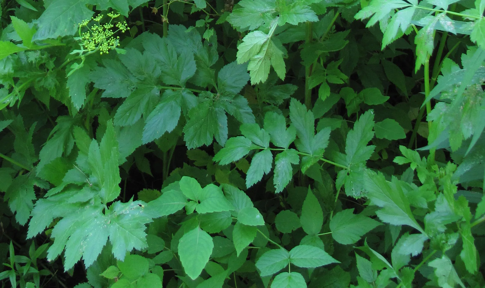 Pastinaca sativa
