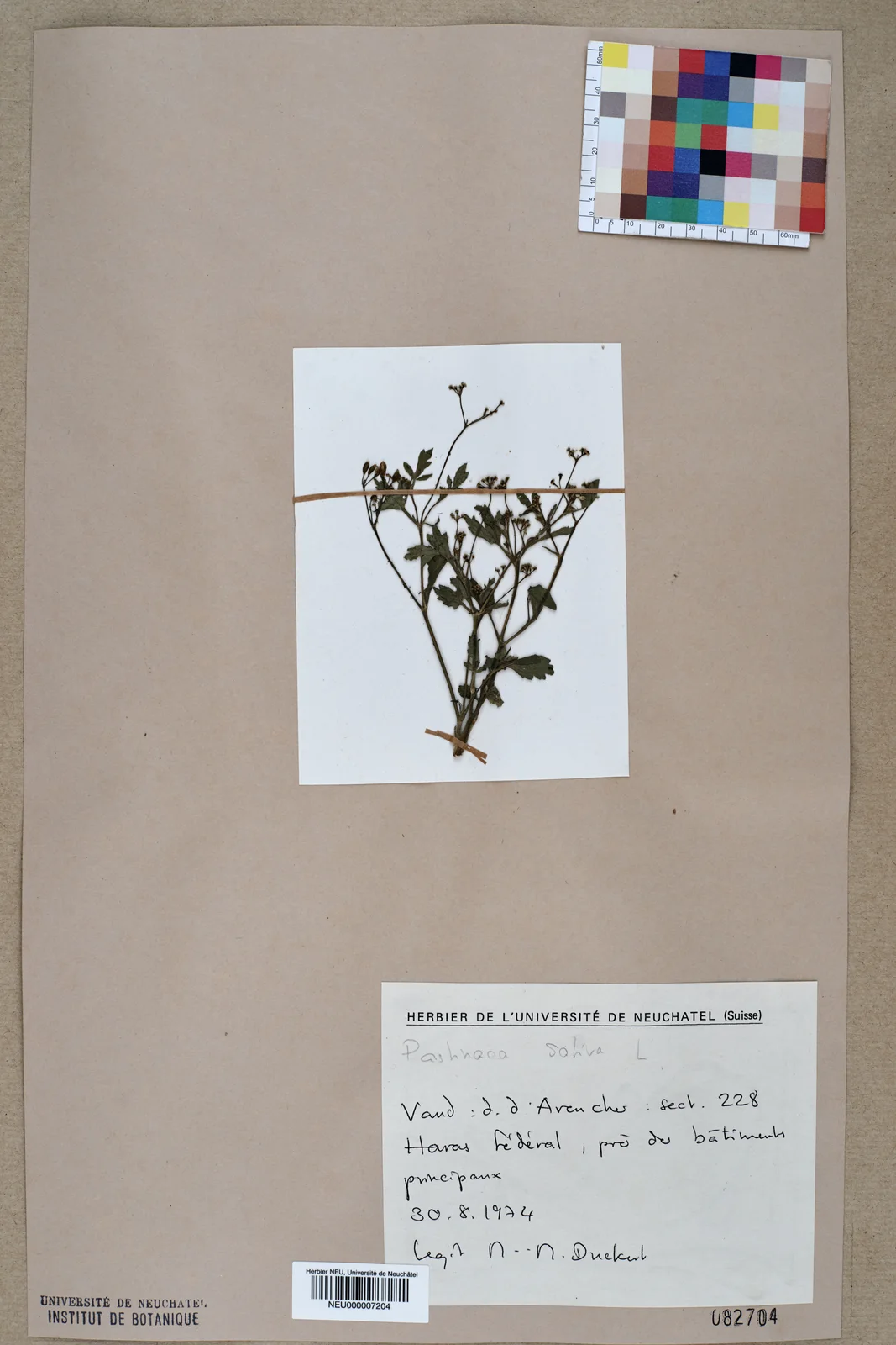 Neuchâtel Herbarium - Pastinaca sativa - NEU000007204