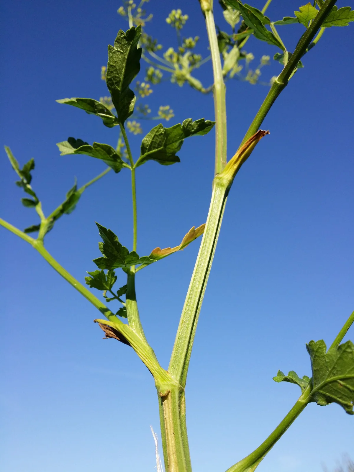 Pastinaca sativa subsp. sativa sl21