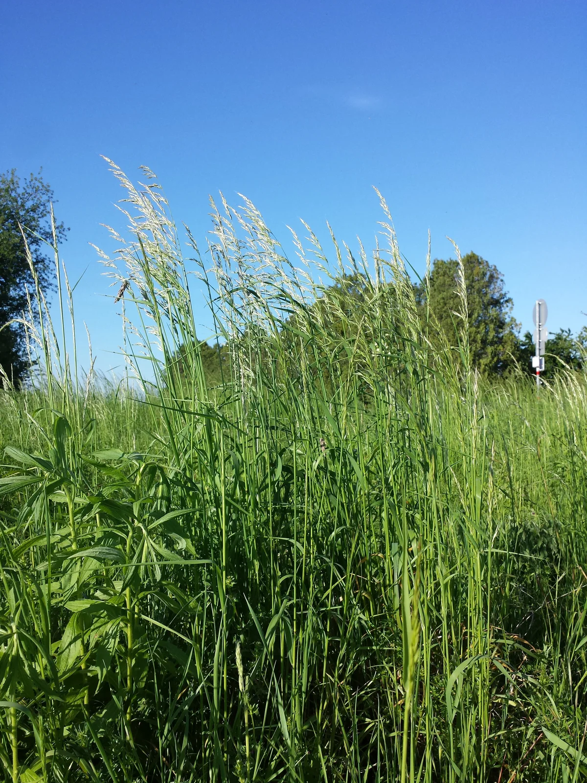 Arrhenatherum elatius sl2