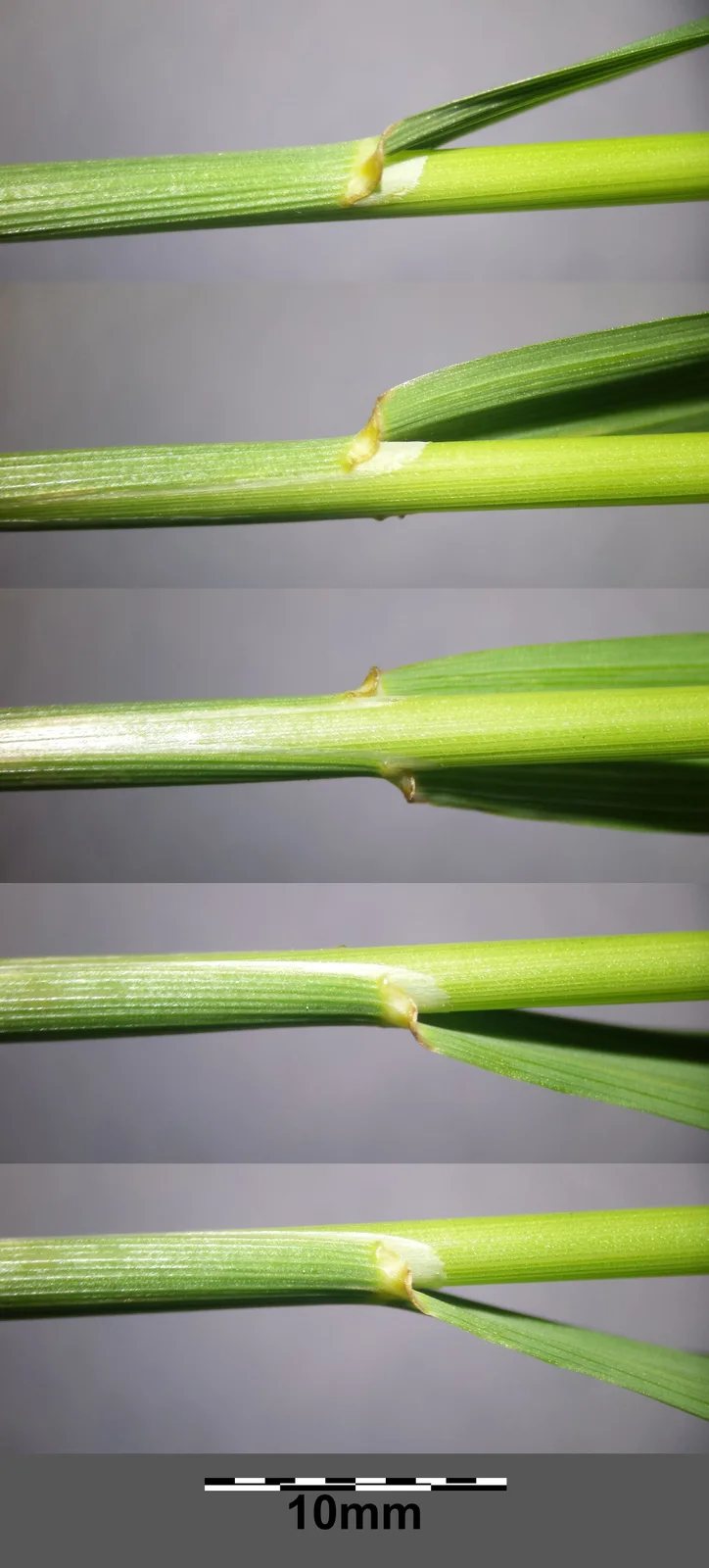 Arrhenatherum elatius sl12