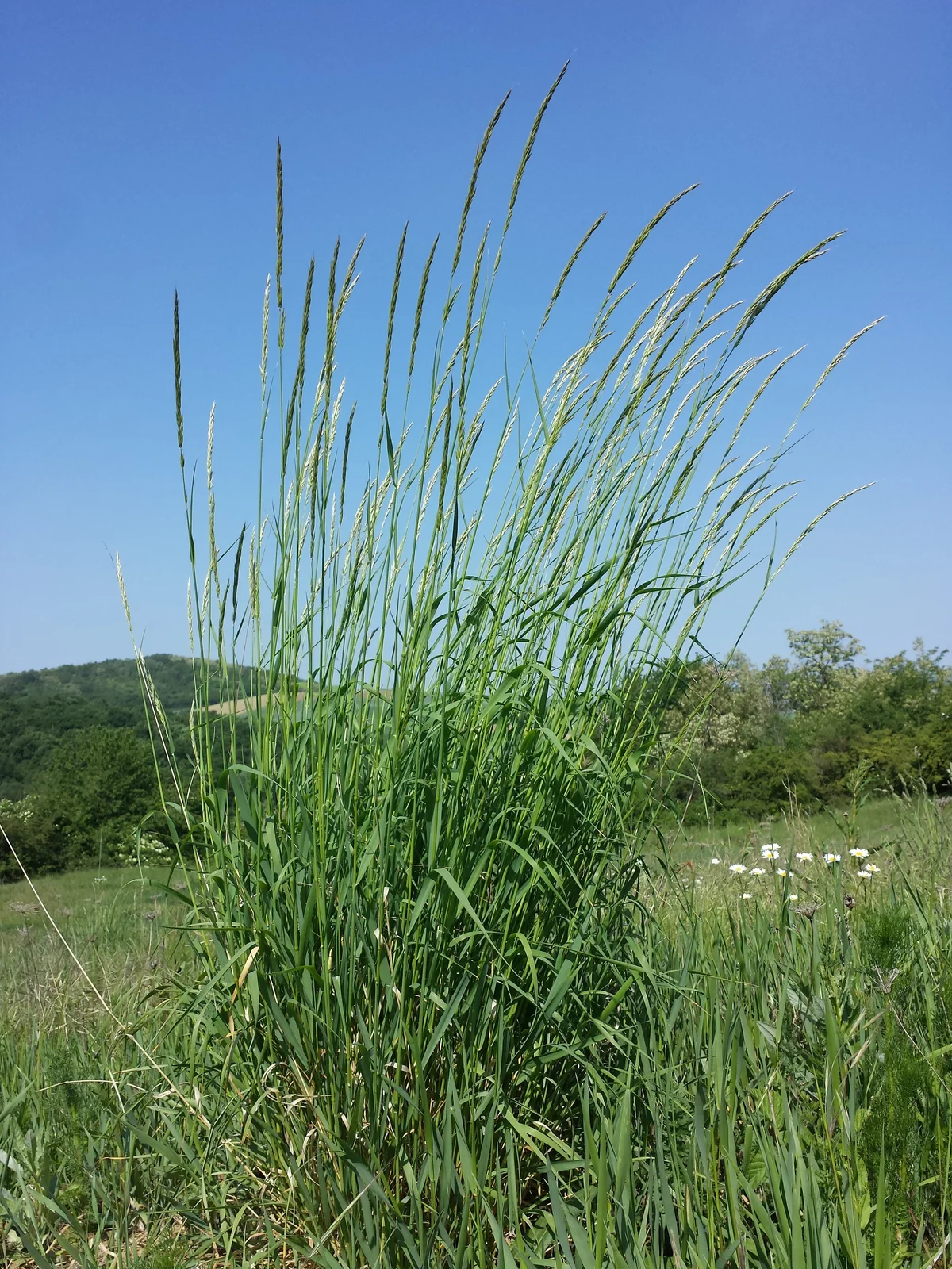 Arrhenatherum elatius sl17
