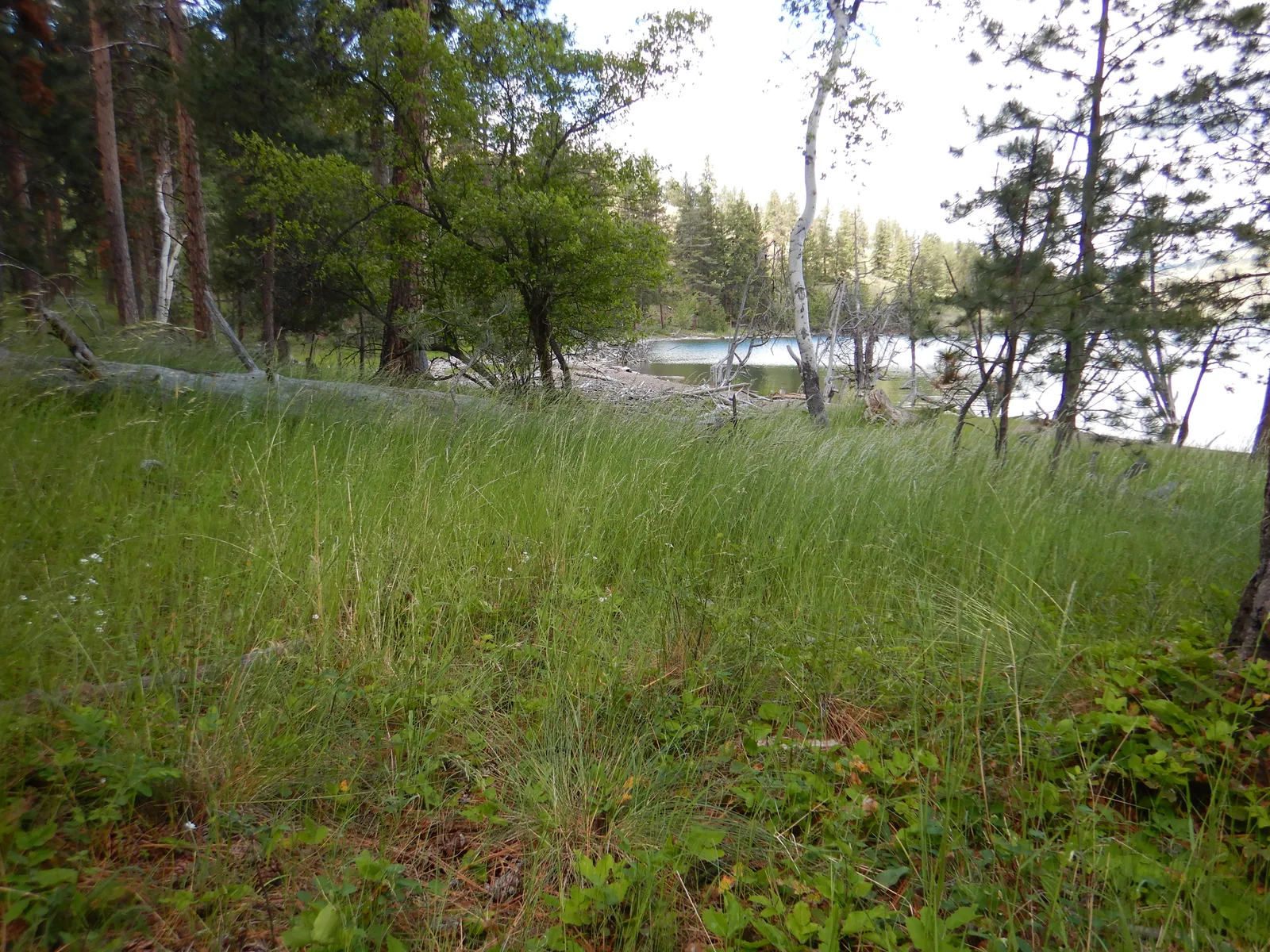 Arrhenatherum elatius - tall oatgrass - Flickr - Matt Lavin