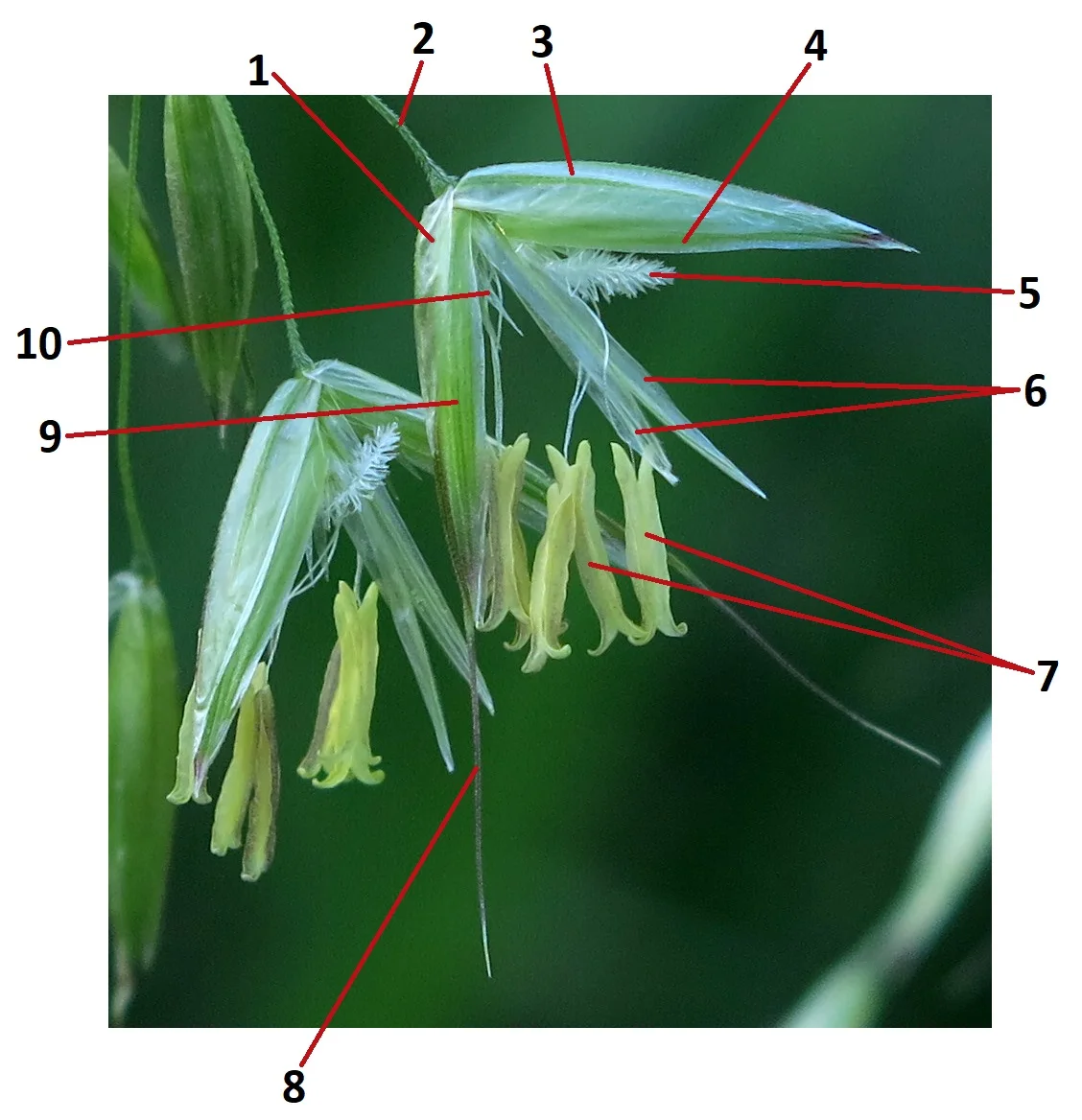 Arrhenatherum spikelets