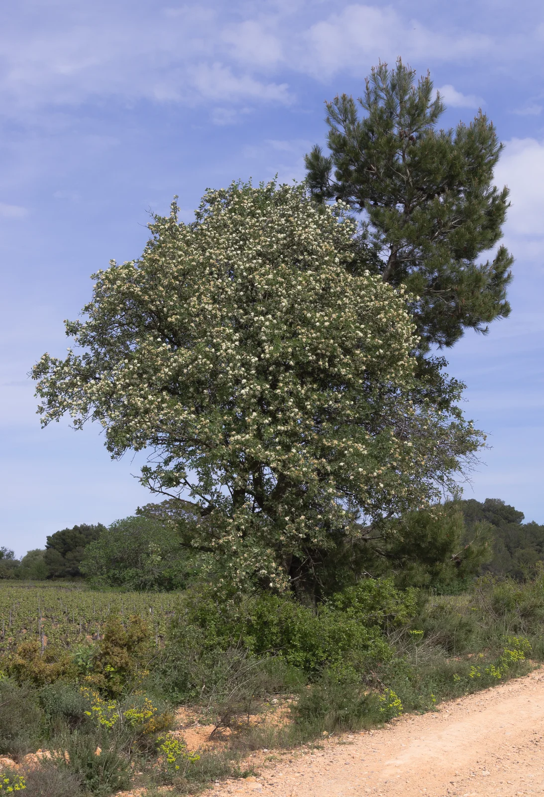 Robinia pseudoacacia and Pinus halepensis, Castelnau-de-Guers 02