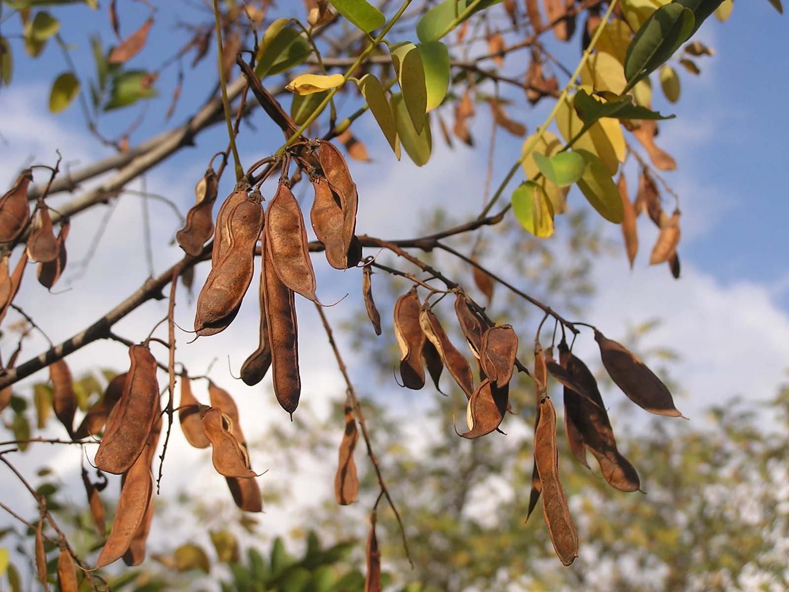 Robinia pseudoacacia fruits