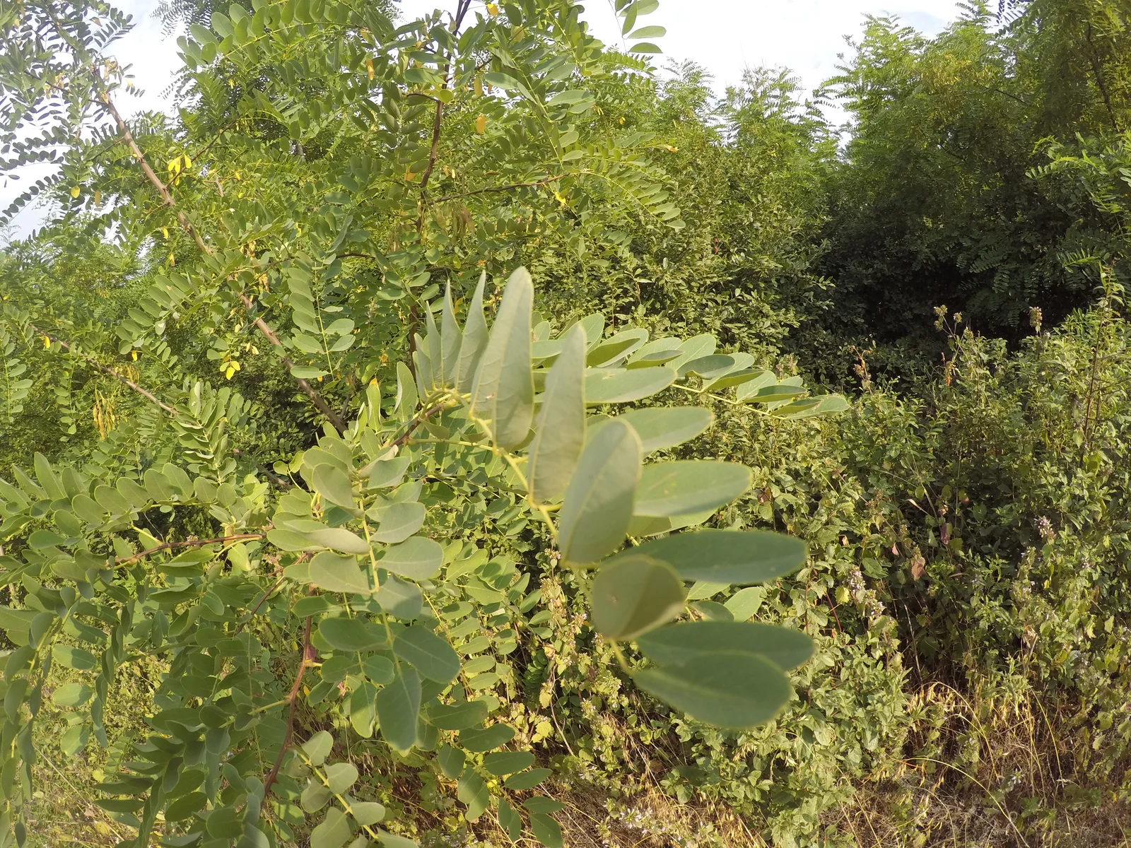 Robinia pseudoacacia leafs in heat