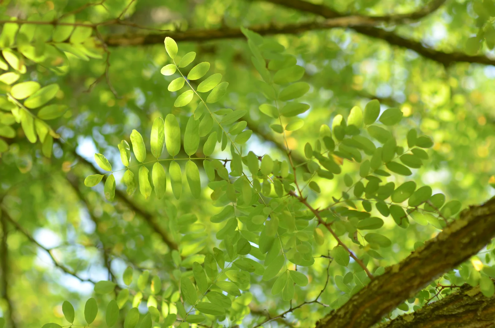 Robinia pseudoacacia leaves and thorns