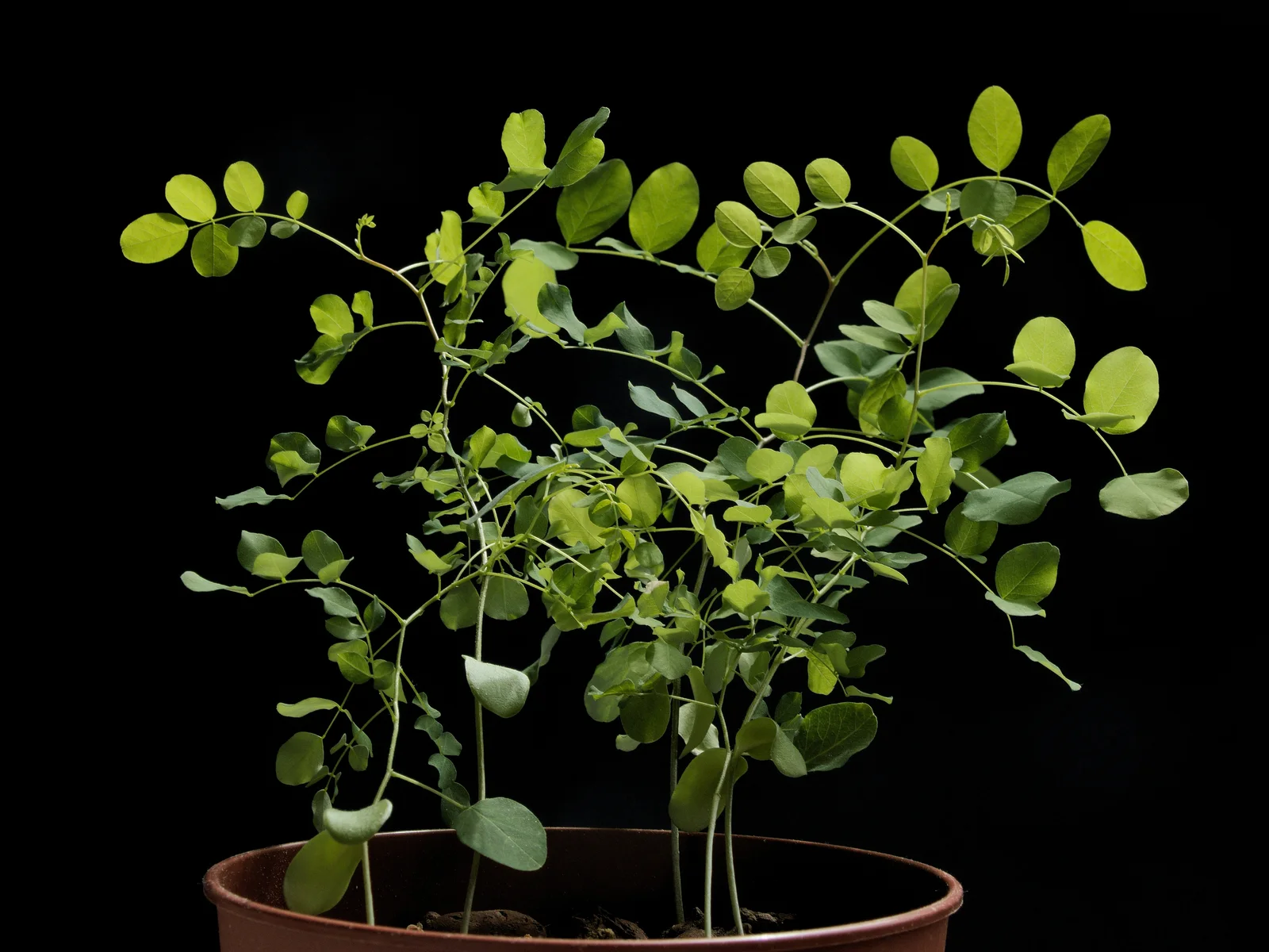 Robinia pseudoacacia20170523 7772