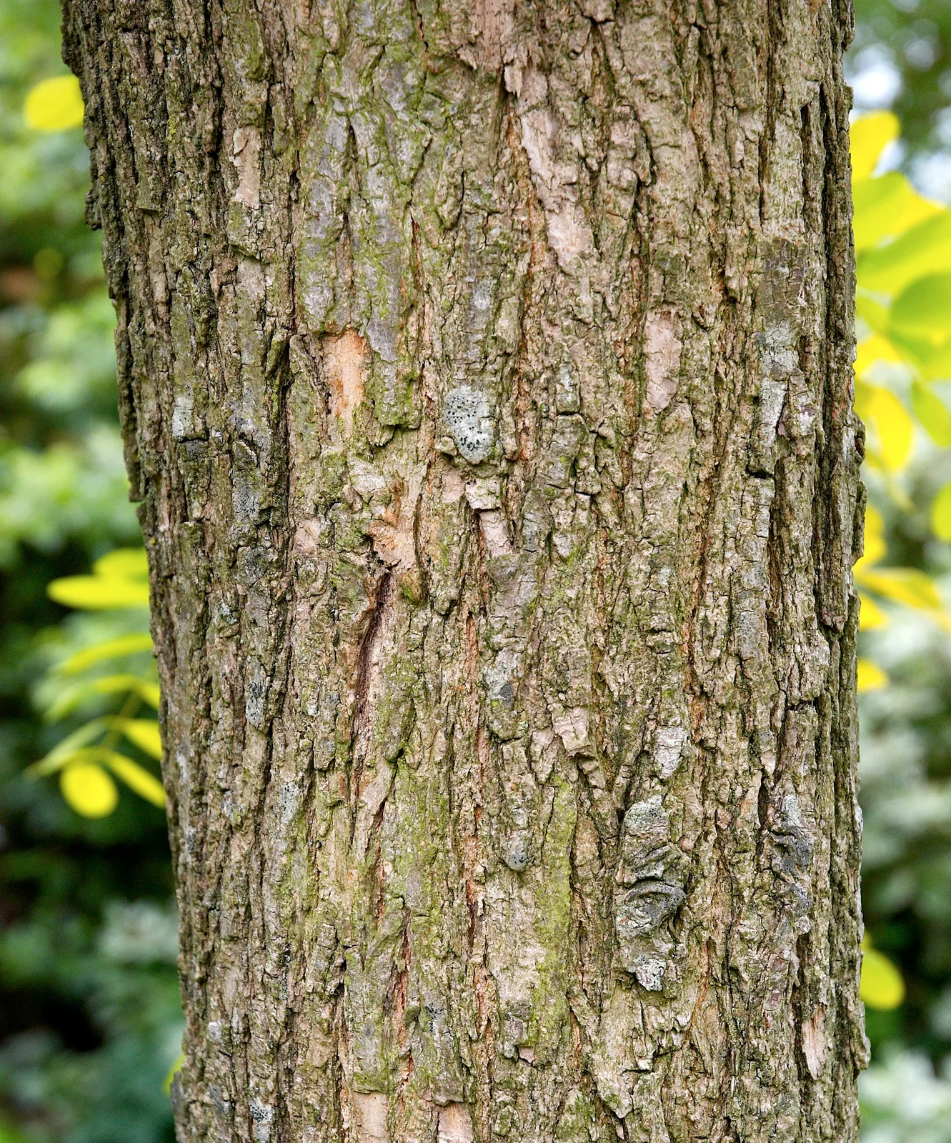 Robinia pseudoacacia C