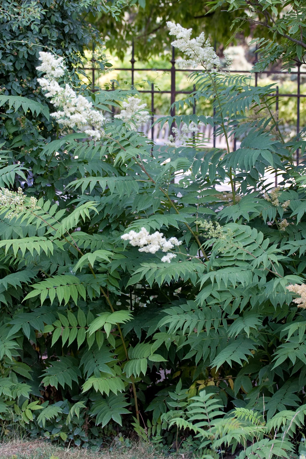 Sorbaria sorbifolia - drageons
