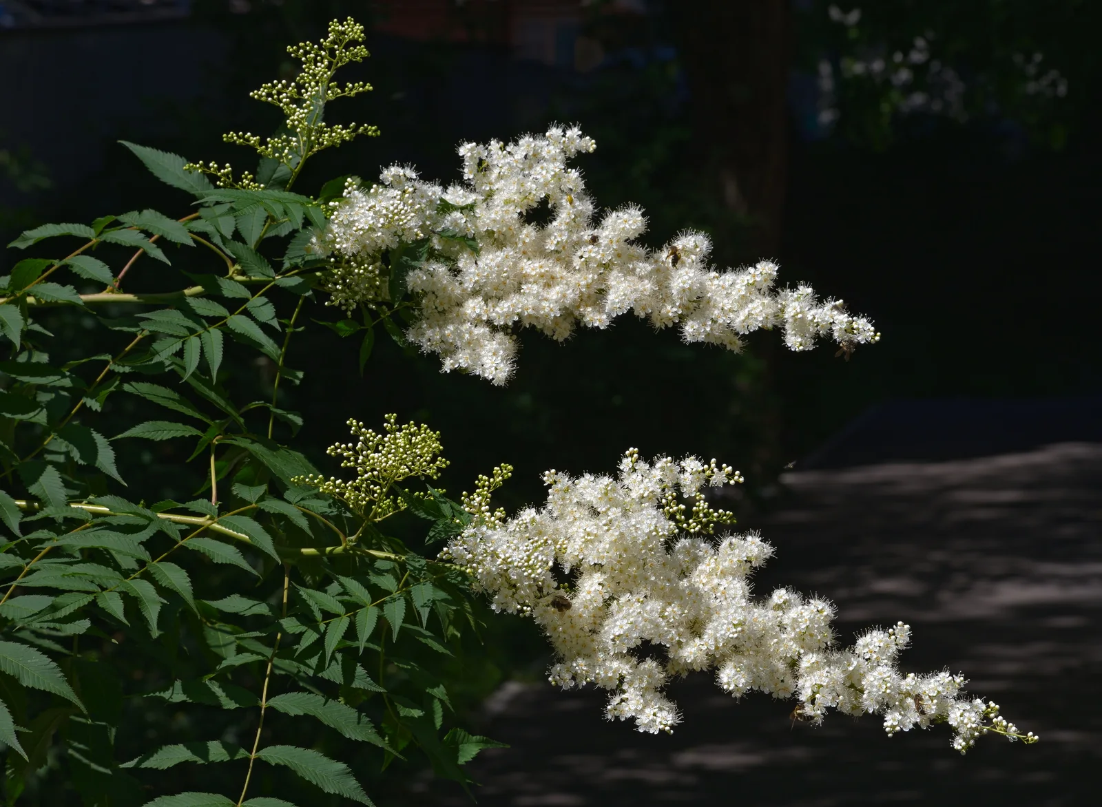 Sorbaria sorbifolia in June
