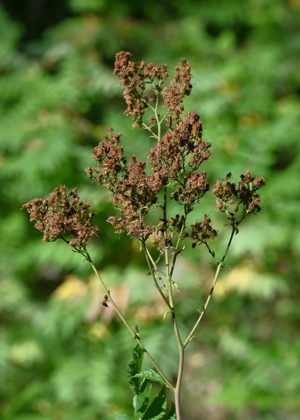 Sorbaria sorbifolia kz10
