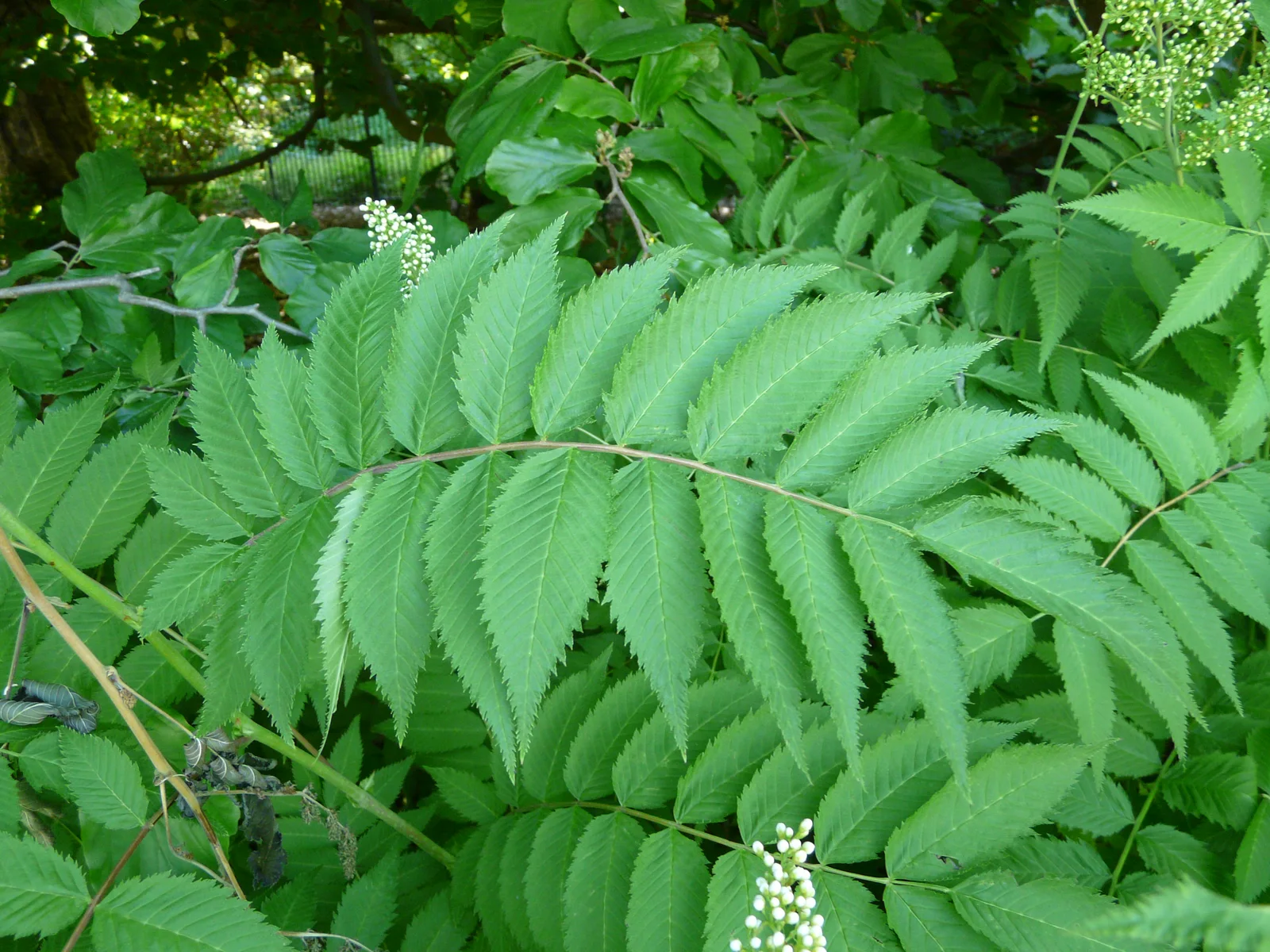 Sorbaria sorbifolia leaf (01)