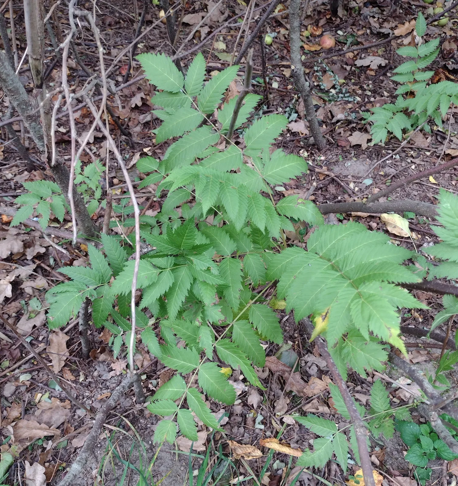 Sorbaria sorbifolia observation 188561866