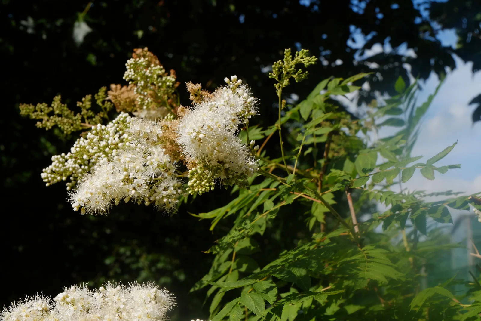 Korina 2017-06-04 Sorbaria sorbifolia