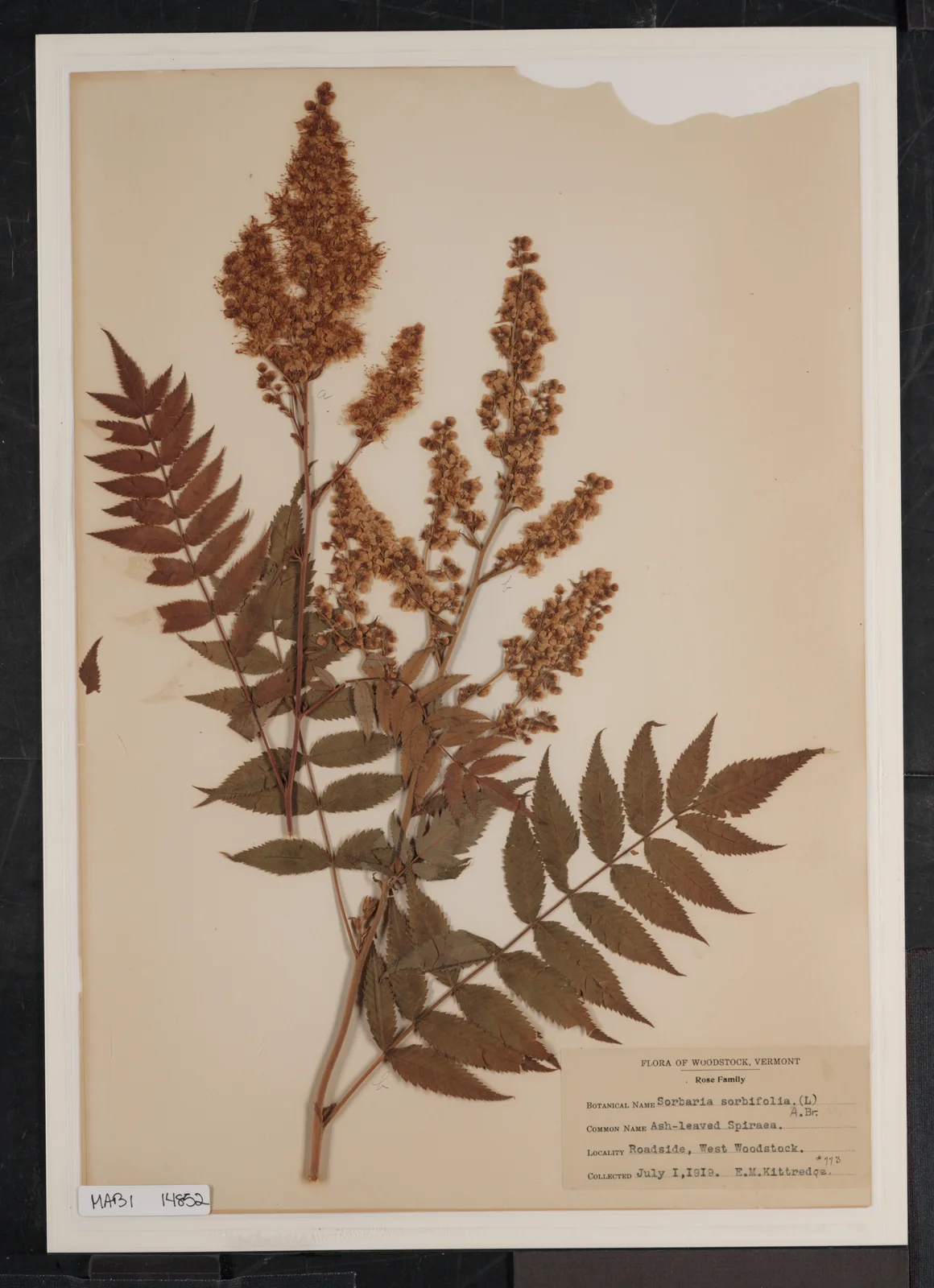 MABI 14852 - Sorbaria Sorbifolia (Ash-Leaved Sorbifolia) in Billings-Kittredge Herbaria (ba1b6c5a-8972-409f-9858-7d673d639b50)
