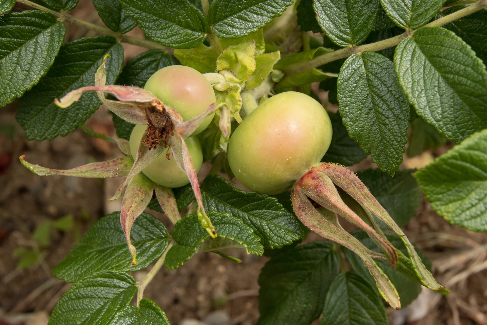 Rosa rugosa 17