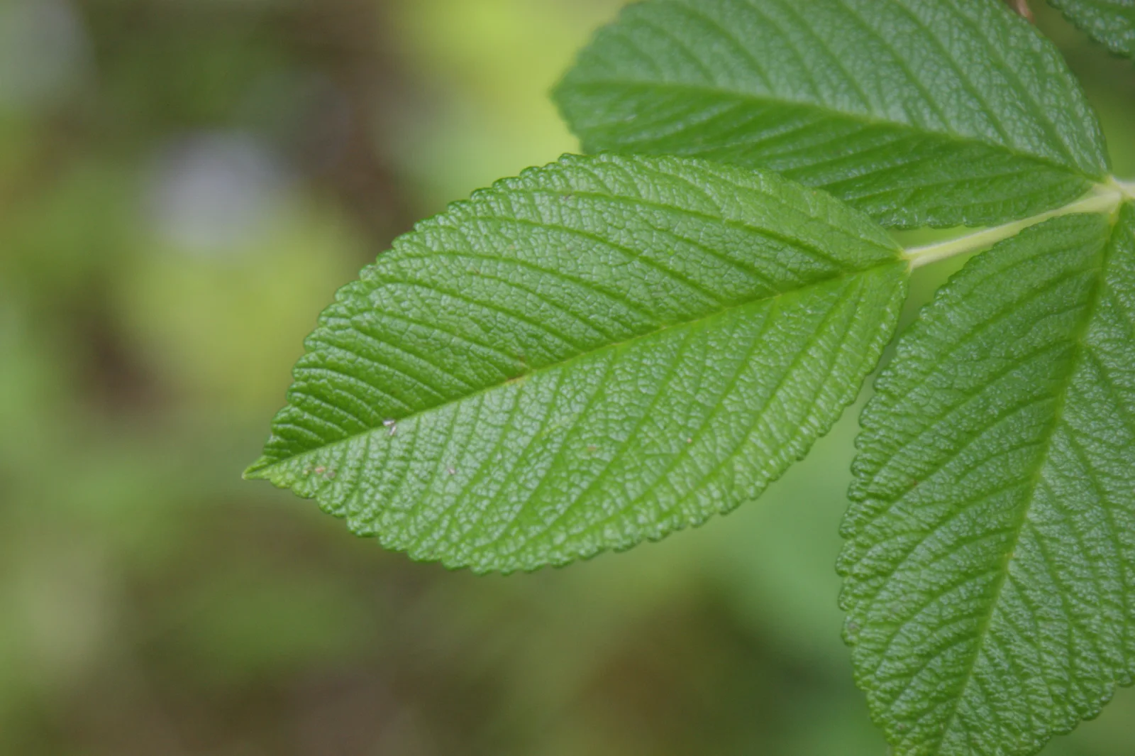 Rosa rugosa leaf (05)