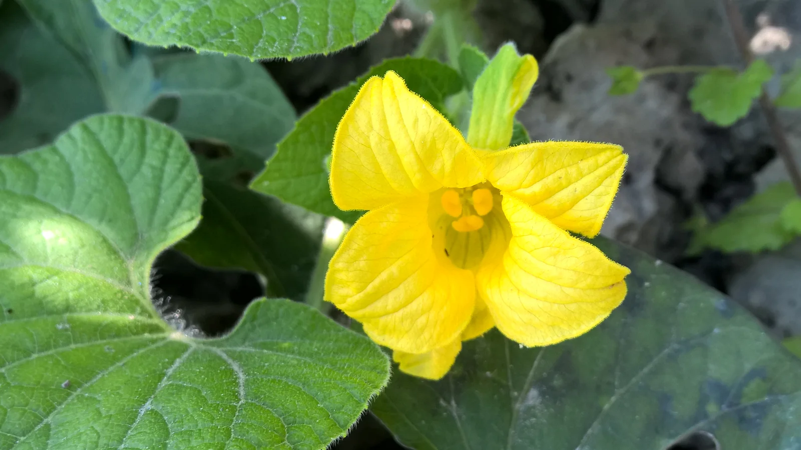 Thladiantha dubia R.H (6)