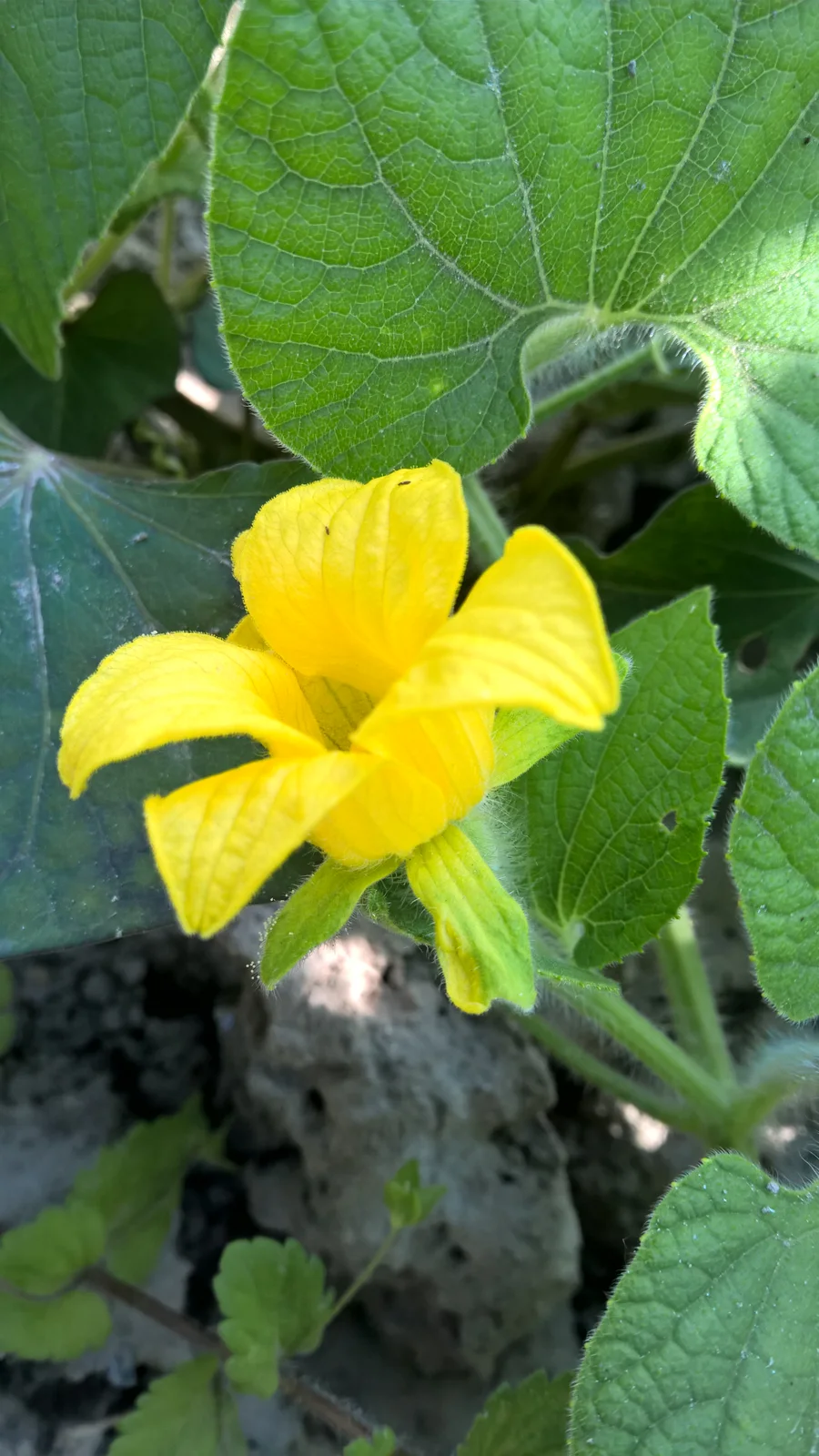Thladiantha dubia R.H (4)