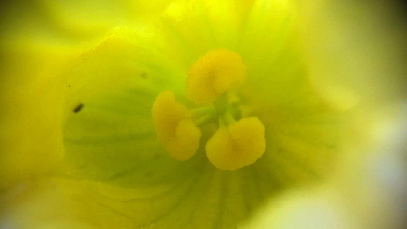 Thladiantha dubia R.H (5)