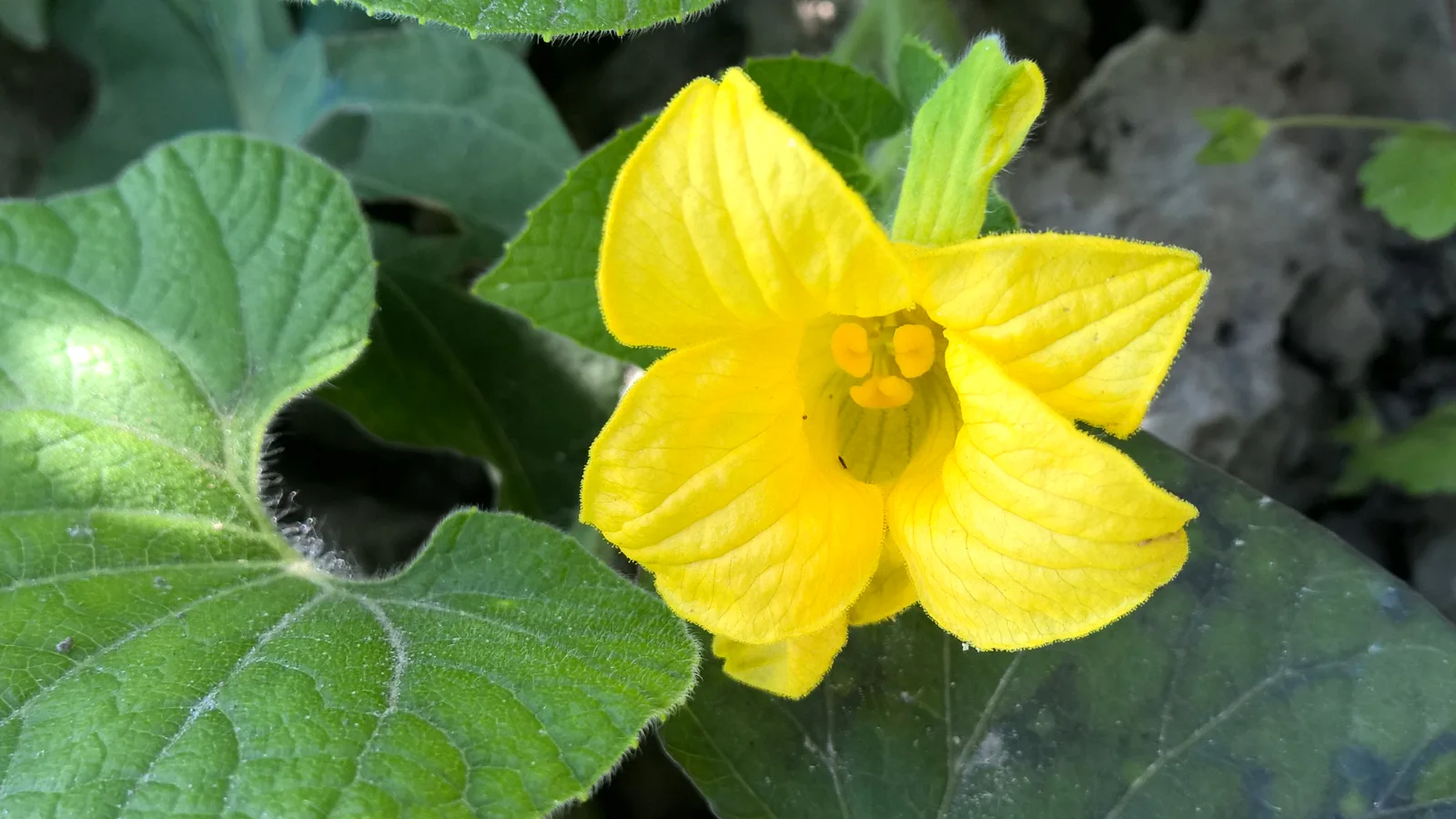 Thladiantha dubia R.H (7)