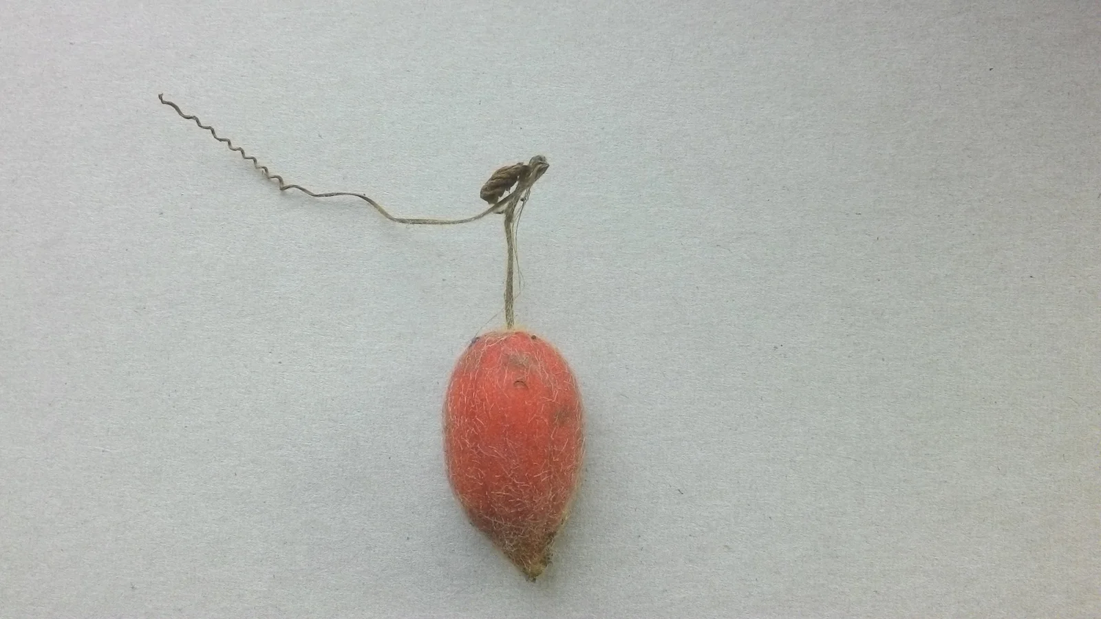 Fruit Thladiantha dubia