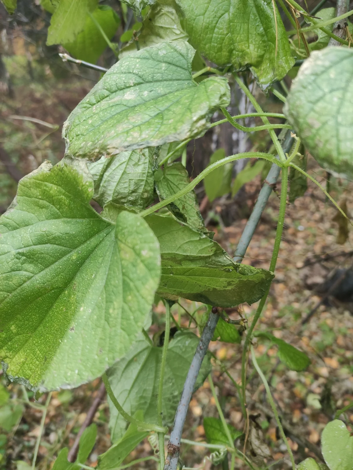 Thladiantha dubia observation 246461636