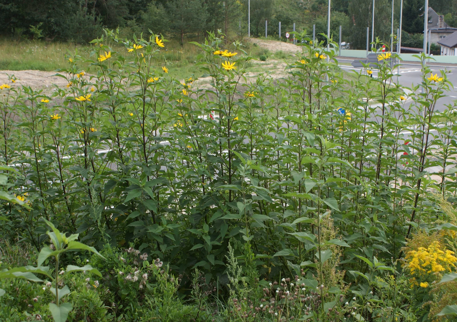 Helianthus tuberosus kz6