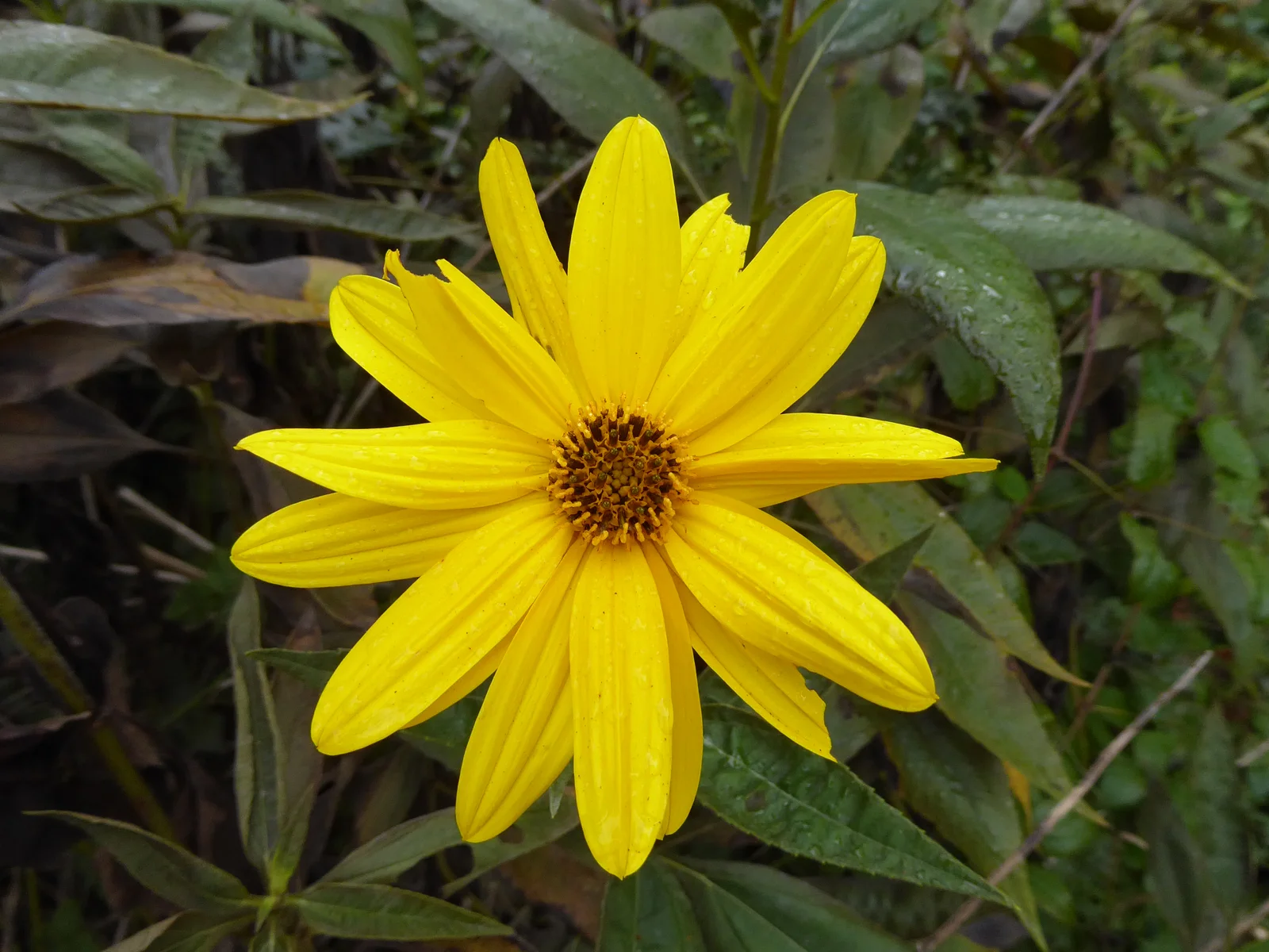 Helianthus tuberosus Paludi 03