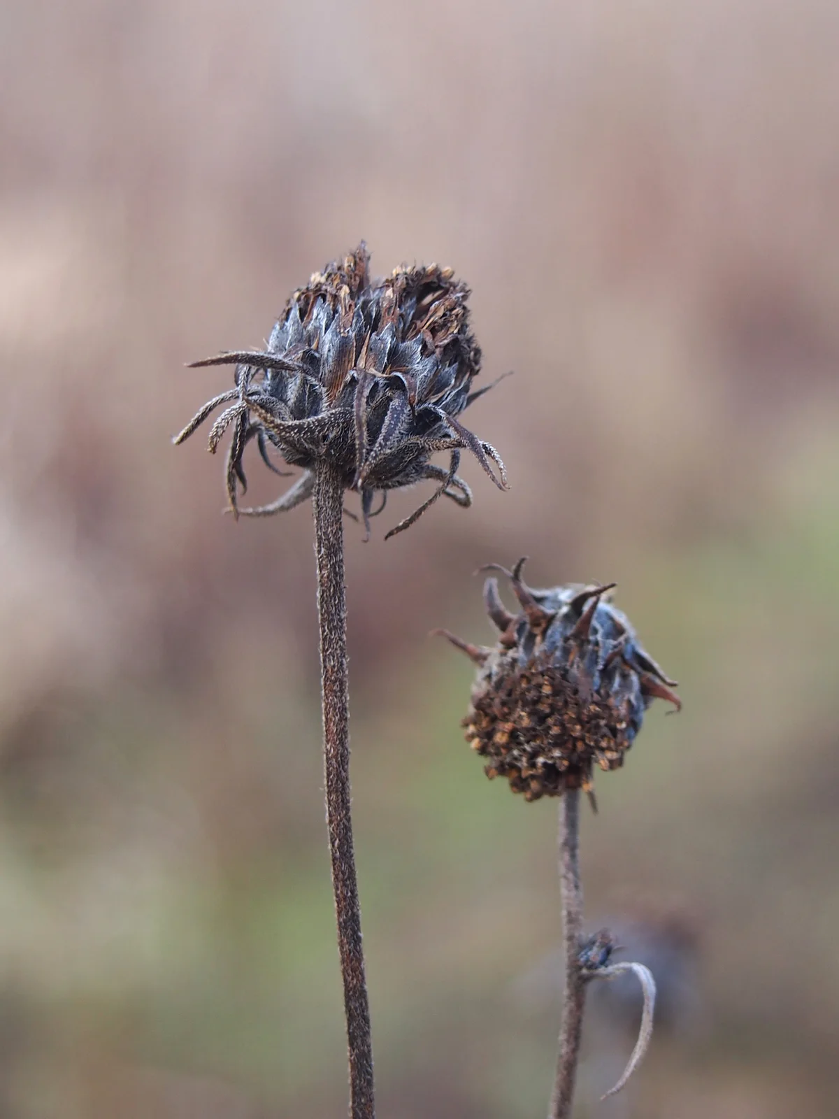 Helianthus tuberosus Słonecznik bulwiasty 2020-12-30 Sołtysowice 02