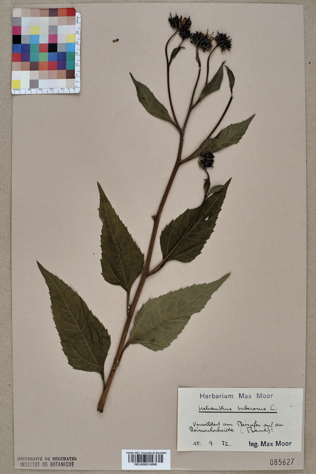 Neuchâtel Herbarium - Helianthus tuberosus - NEU000014568