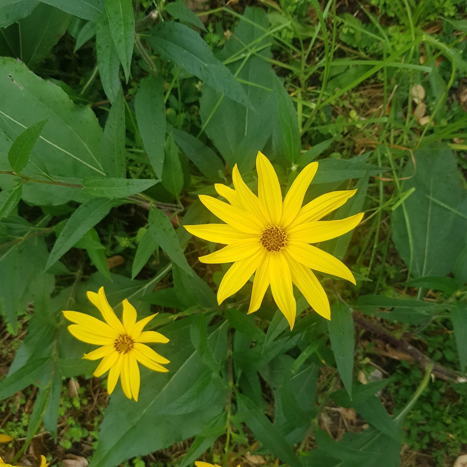 Helianthus tuberosus observation 202477925