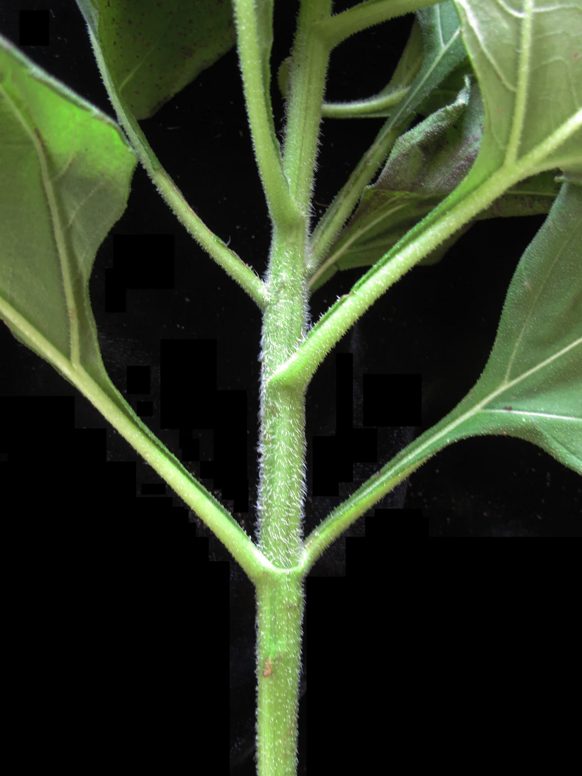 Helianthus tuberosus